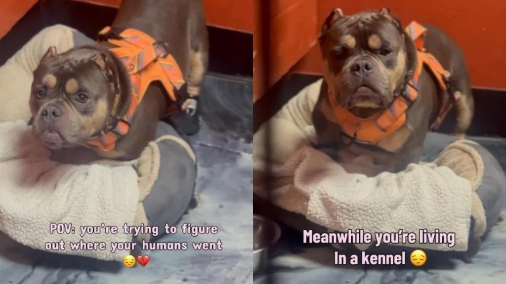 Shelter Dog Completely Freezes & Looks Outside His Kennel, Wondering Where His Humans Went
