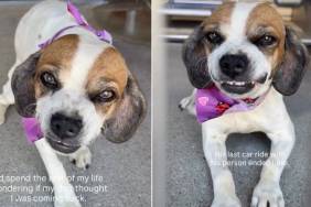 Shelter Dog Lights up Behind Kennel Bars When Human Visits, Raising One Heartbreaking Question