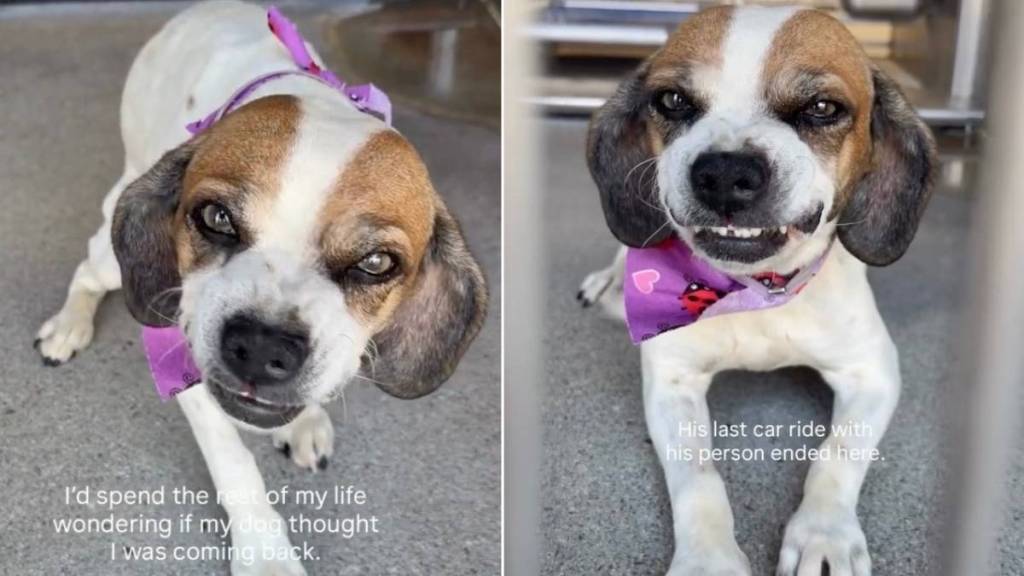 Shelter Dog Lights up Behind Kennel Bars When Human Visits, Raising One Heartbreaking Question