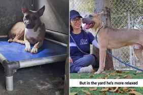 Human Meets Shelter Dog Before What Could Be His Last Day, Only To Learn Something Heartbreaking