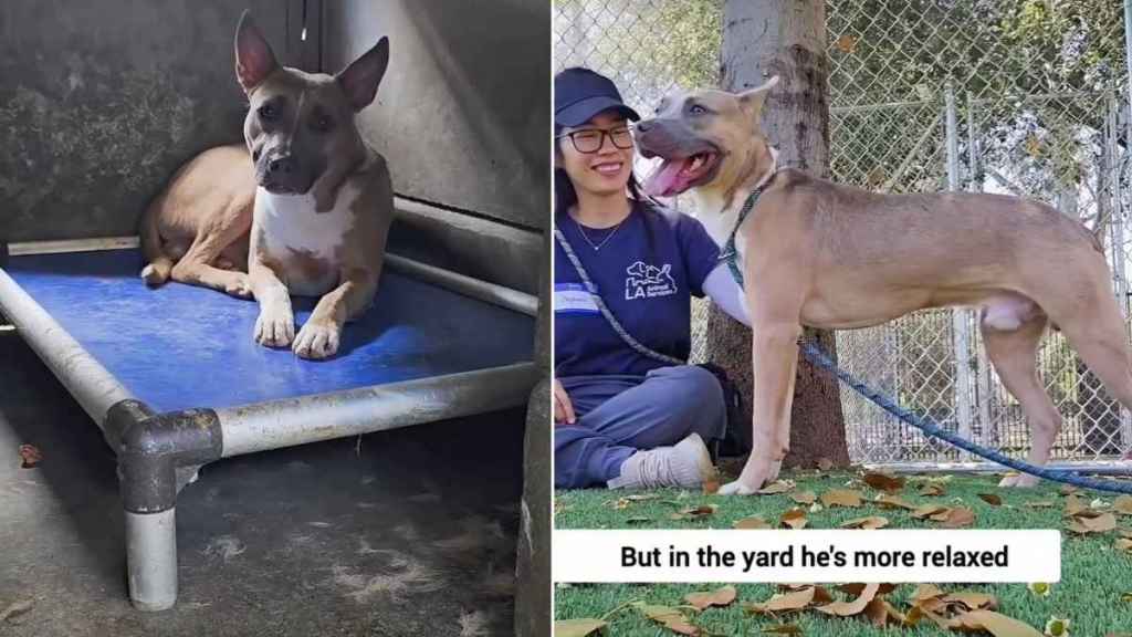 Human Meets Shelter Dog Before What Could Be His Last Day, Only To Learn Something Heartbreaking