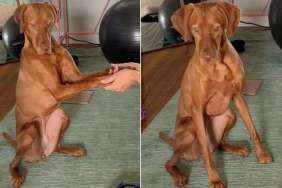 Dog Is Desperate to Get Back to Fly Duty & Starts Rushing Through Her Commands