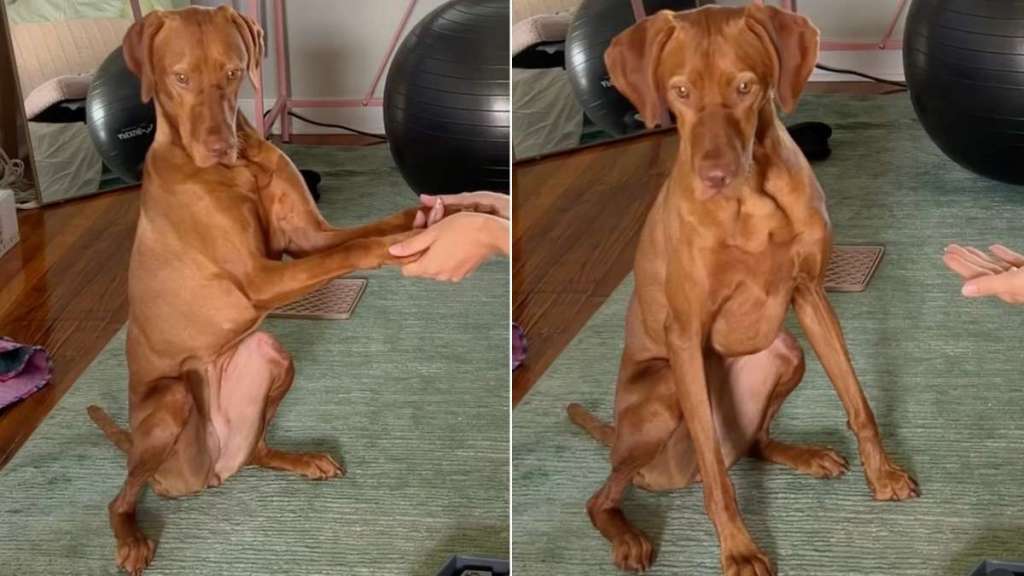 Dog Is Desperate to Get Back to Fly Duty & Starts Rushing Through Her Commands