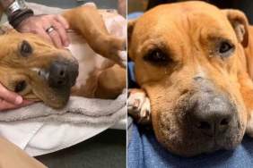 Nobody Chooses Shelter Dog, So He Quietly Lies in His Kennel Until Something Precious Happens