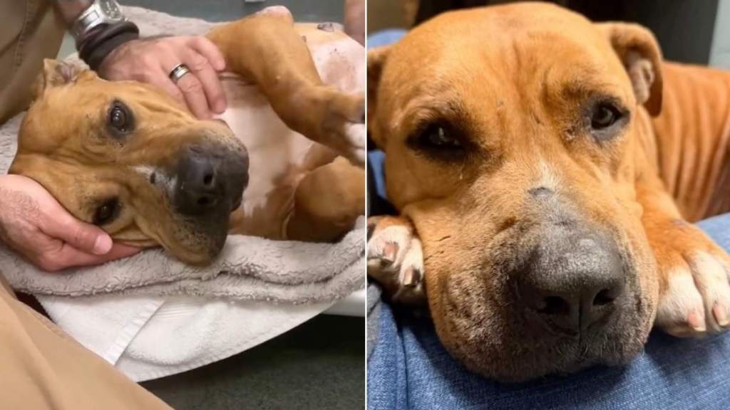 Nobody Chooses Shelter Dog, So He Quietly Lies in His Kennel Until Something Precious Happens