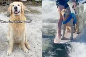 Golden Retriever Thinks Mom’s Leaving Him Behind, Then Realizes He’s Going Surfing Too