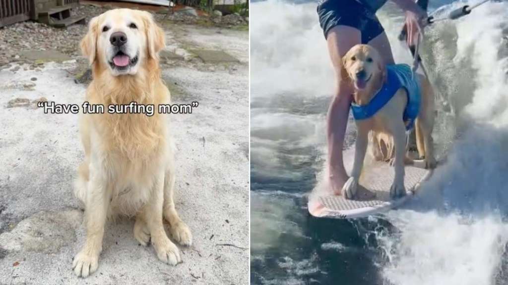 Golden Retriever Thinks Mom’s Leaving Him Behind, Then Realizes He’s Going Surfing Too