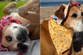 Shelter Dog Desperately Avoids Returning to Kennel, Knowing Her Foster Is Waiting With Open Arms