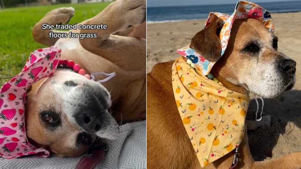 Shelter Dog Desperately Avoids Returning to Kennel, Knowing Her Foster Is Waiting With Open Arms