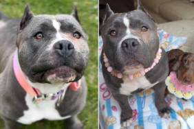 Mama Rescue Dog Never Got To Keep Her Babies & Whines as She Searches for Them Until This Happens