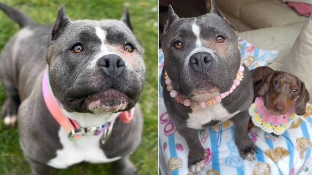 Mama Rescue Dog Never Got To Keep Her Babies & Whines as She Searches for Them Until This Happens