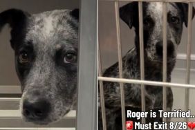 Shelter Dog’s Heartbreaking Kennel Behavior Shows He’s Slowly Shutting Down