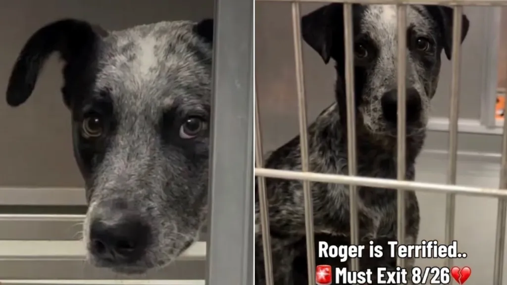 Shelter Dog’s Heartbreaking Kennel Behavior Shows He’s Slowly Shutting Down