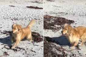 Golden Retriever Makes an Unexpected Friend on a Bright, Sunny Beach Day