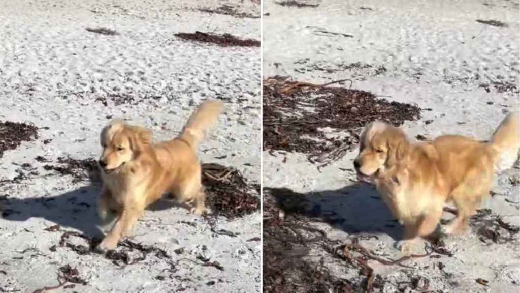 Golden Retriever Makes an Unexpected Friend on a Bright, Sunny Beach Day