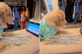 Golden Retriever in Duck PJs Is Absolutely Locked in on Her Favorite Cartoon