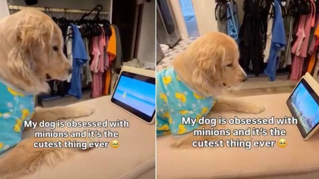 Golden Retriever in Duck PJs Is Absolutely Locked in on Her Favorite Cartoon