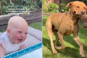 Big Dog Discovers the Perfect Backyard Game To Make Baby Giggle for the Very First Time