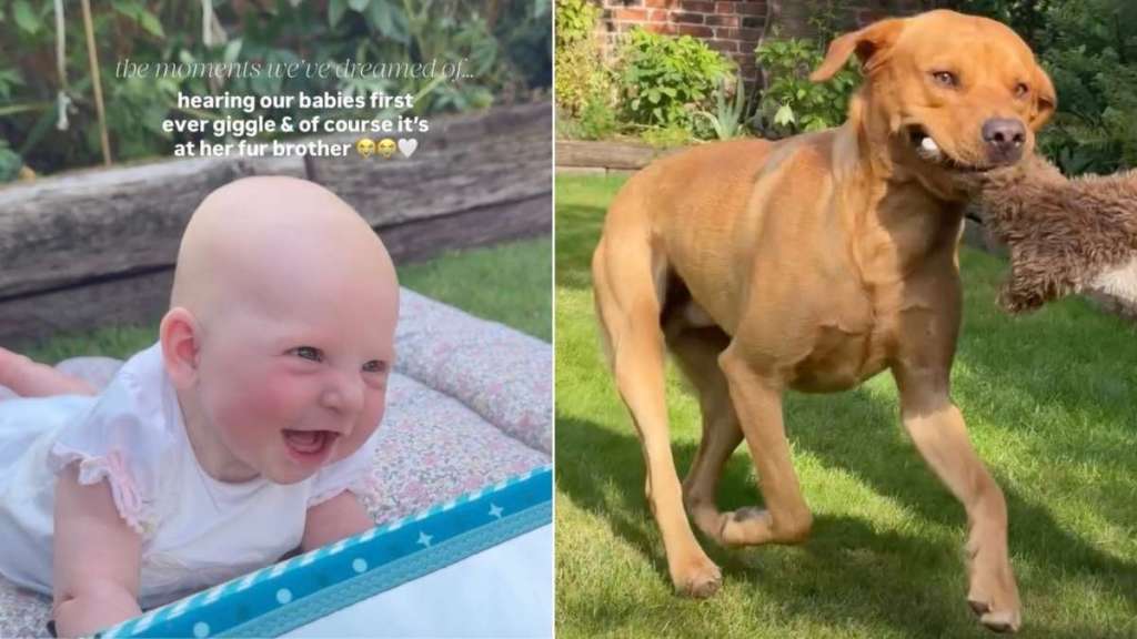 Big Dog Discovers the Perfect Backyard Game To Make Baby Giggle for the Very First Time
