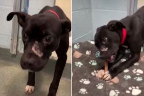 Scared Shelter Dog Runs From Human Until One Act of Kindness Changes Everything