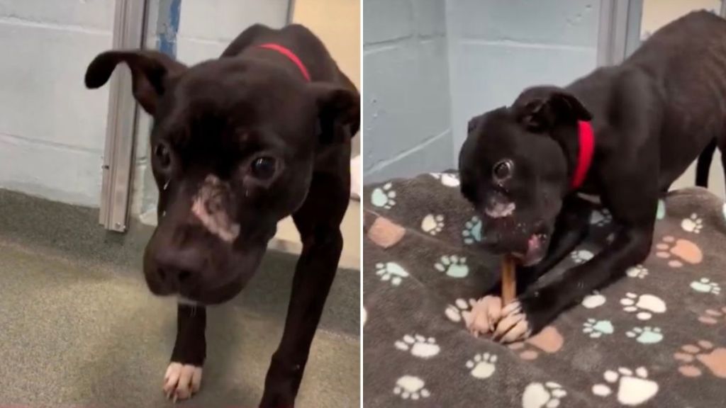 Scared Shelter Dog Runs From Human Until One Act of Kindness Changes Everything