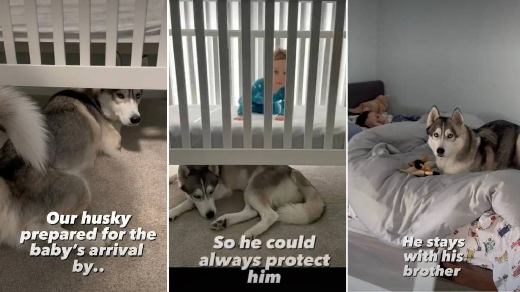 Dog’s Sweet Tradition With Baby Brother Began Even Before His Birth & Stood the Test of Time