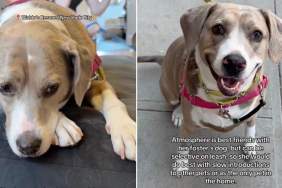 Rescue Dog Does Everything Right, but It Still Hasn’t Been Enough for Someone To Choose Her