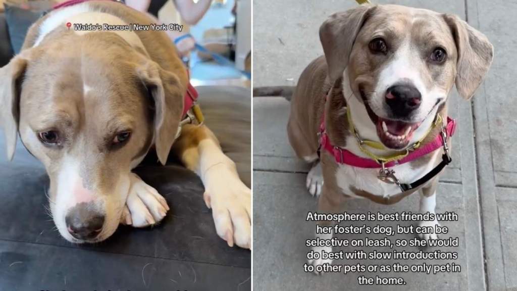 Rescue Dog Does Everything Right, but It Still Hasn’t Been Enough for Someone To Choose Her