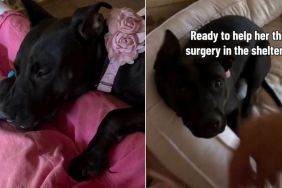 Shelter Dog’s Injury Is No Fault of Hers, but It Has Humans Viewing Her Differently
