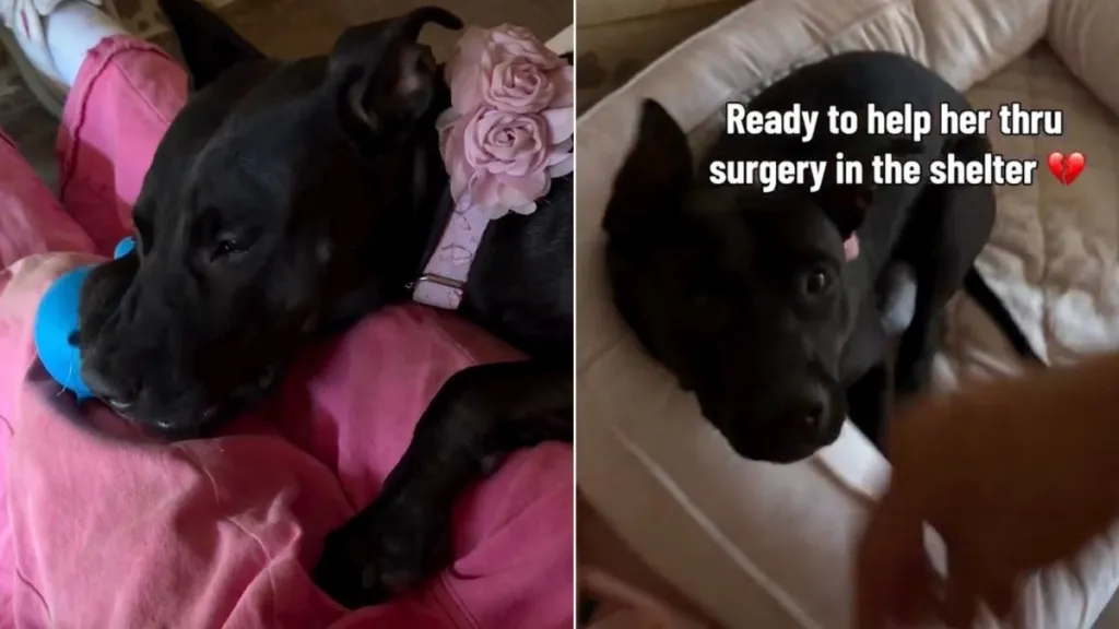 Shelter Dog’s Injury Is No Fault of Hers, but It Has Humans Viewing Her Differently
