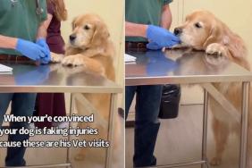 Mom Is Convinced Golden Retriever Fakes His Injuries for This Reason