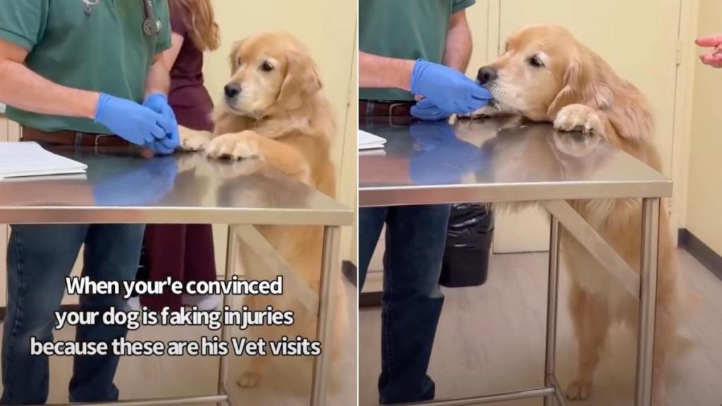 Mom Is Convinced Golden Retriever Fakes His Injuries for This Reason