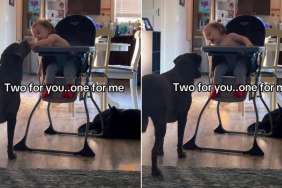 Toddler Always Saves a Bite for His Dog & It's the Sweetest Routine