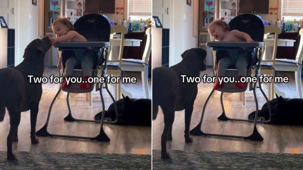 Toddler Always Saves a Bite for His Dog & It's the Sweetest Routine