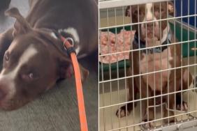 Shelter Dog Freezes When It’s Time To Return to the Kennel After Getting a Taste of Freedom
