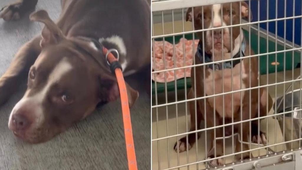 Shelter Dog Freezes When It’s Time To Return to the Kennel After Getting a Taste of Freedom