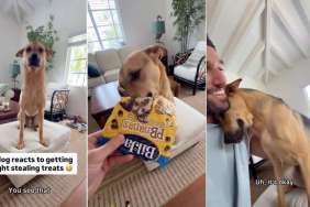 Rescue Dog’s Nervous Reaction After Dad Catches Him Stealing Treats Says a Lot About His Life