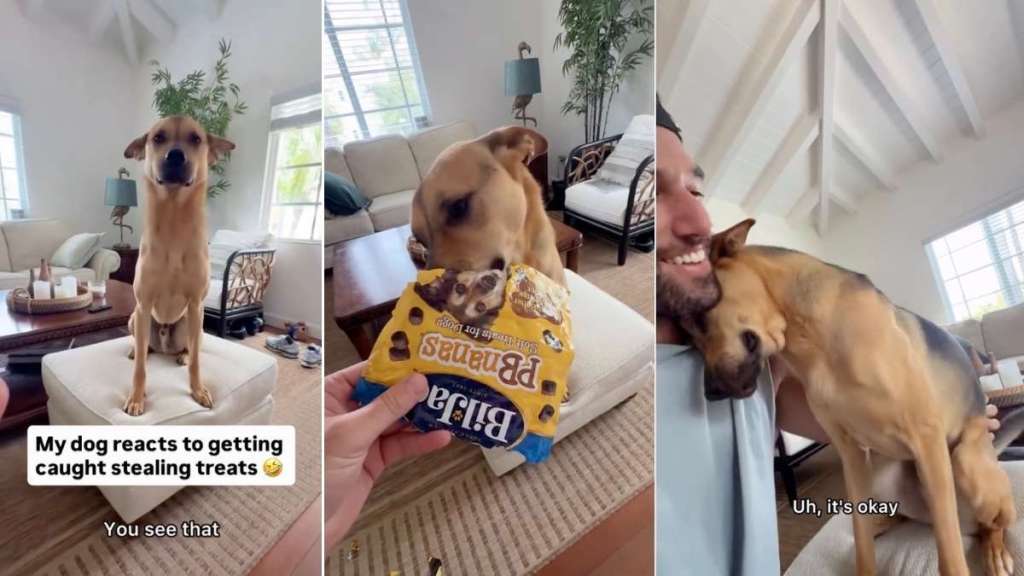 Rescue Dog’s Nervous Reaction After Dad Catches Him Stealing Treats Says a Lot About His Life