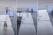 Boy Refuses to Leave His Best Buddy Behind & It’s Easy to See Why
