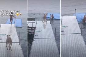 Boy Refuses to Leave His Best Buddy Behind & It’s Easy to See Why
