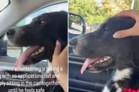 Human Takes Shelter Dog Out but They Just Sit in the Car the Whole Time for a Precious Reason