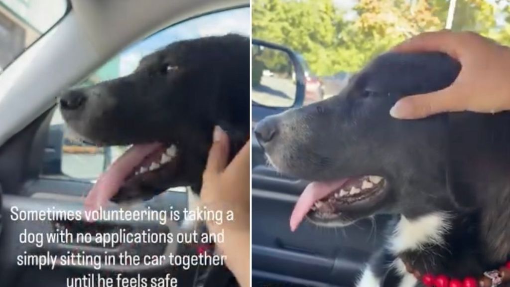 Human Takes Shelter Dog Out but They Just Sit in the Car the Whole Time for a Precious Reason