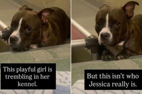 Shelter Dog Trembling From Kennel Stress Has More to Her Story Than Just Her Pain