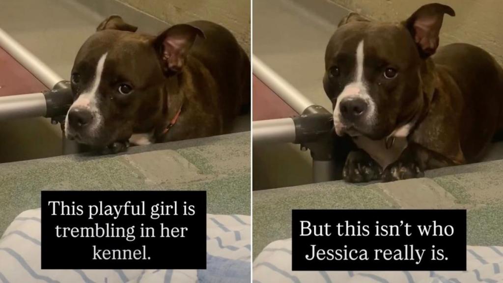 Shelter Dog Trembling From Kennel Stress Has More to Her Story Than Just Her Pain
