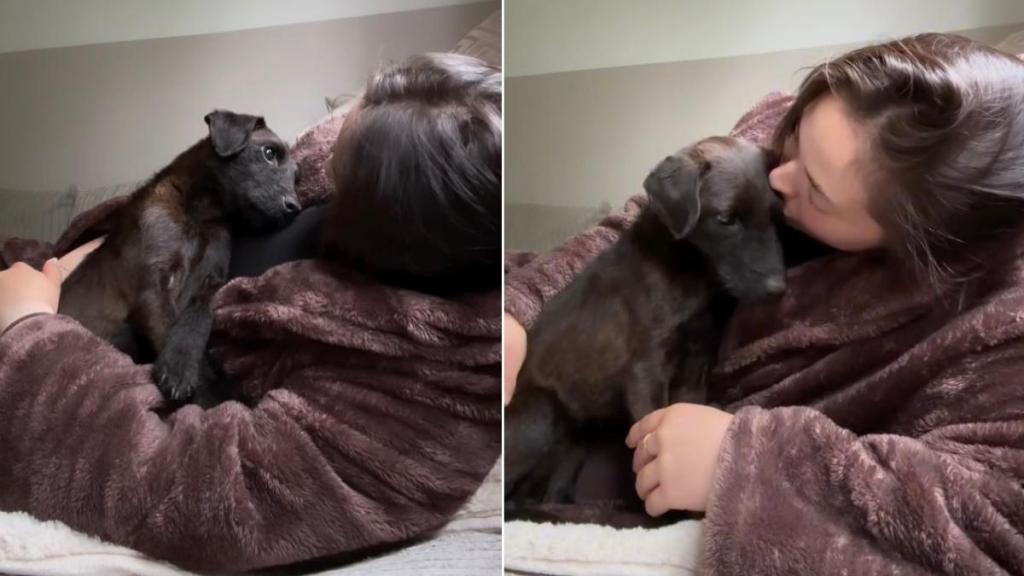 Rescue Pup Climbs Into Mom’s Arms Like She’s Finally Found the Home She Always Deserved