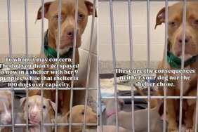 Mama Shelter Dog Waits Behind Kennel Door With Her 9 Puppies, Hoping Someone Will Choose Them