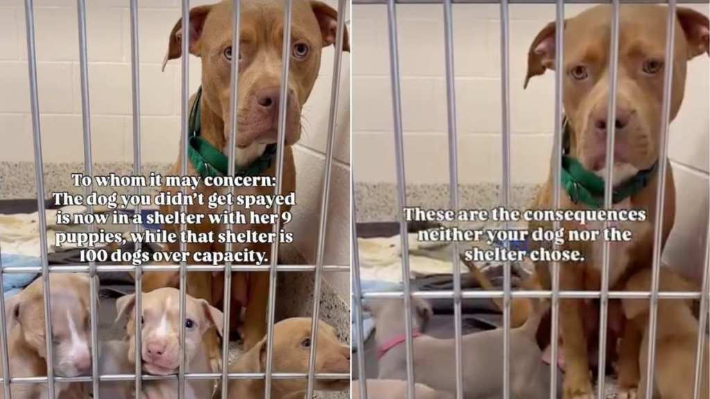 Mama Shelter Dog Waits Behind Kennel Door With Her 9 Puppies, Hoping Someone Will Choose Them