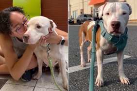 Shelter Dog Has No Idea His Next Walk Through Those Kennel Doors Will Be His Last With Human