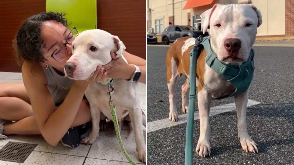 Shelter Dog Has No Idea His Next Walk Through Those Kennel Doors Will Be His Last With Human