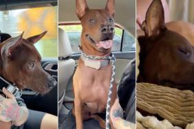 Deaf Rescue Dog Needed a Little Patience & a Lot More Love, Unaware a Perfect Human Had Come Along